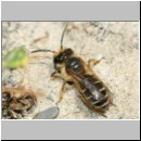 Andrena flavipes - Sandbiene w16a 9mm OS-Hasbergen-Lehmhuegel det.jpg